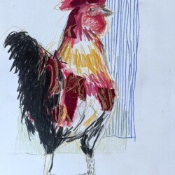 stolzer Hahn